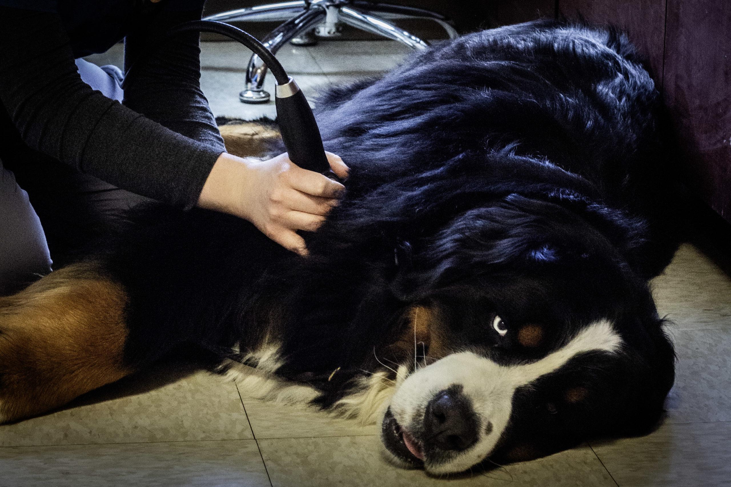 dog receiving shockwave therapy