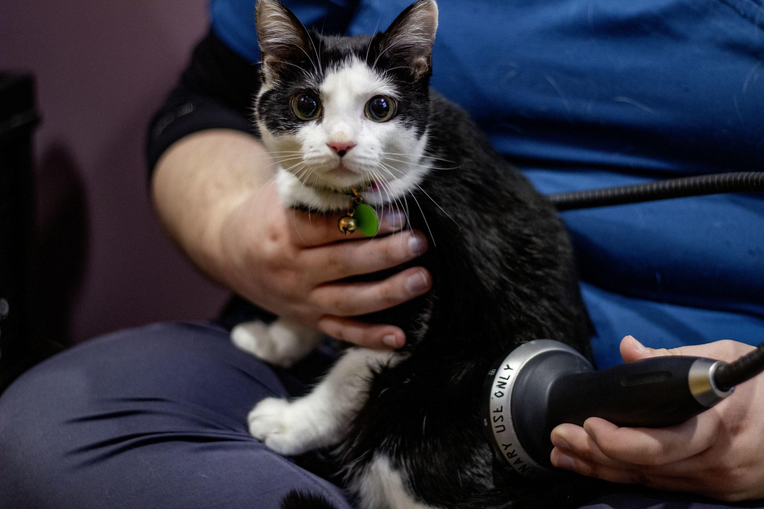 cat receiving shockwave therapy