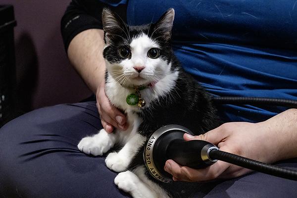 cat receiving shockwave therapy