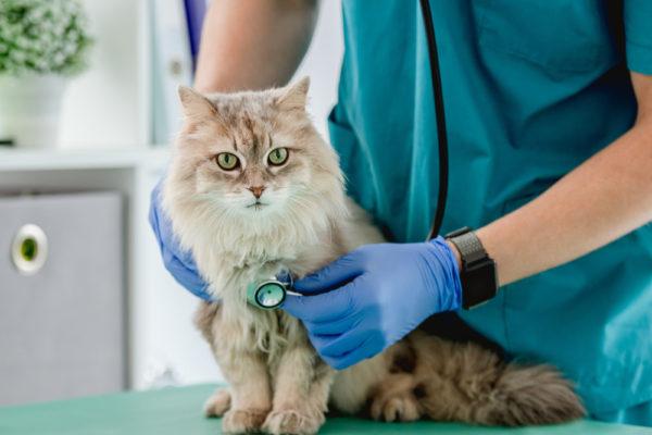 pet wellness exam, pet check-up