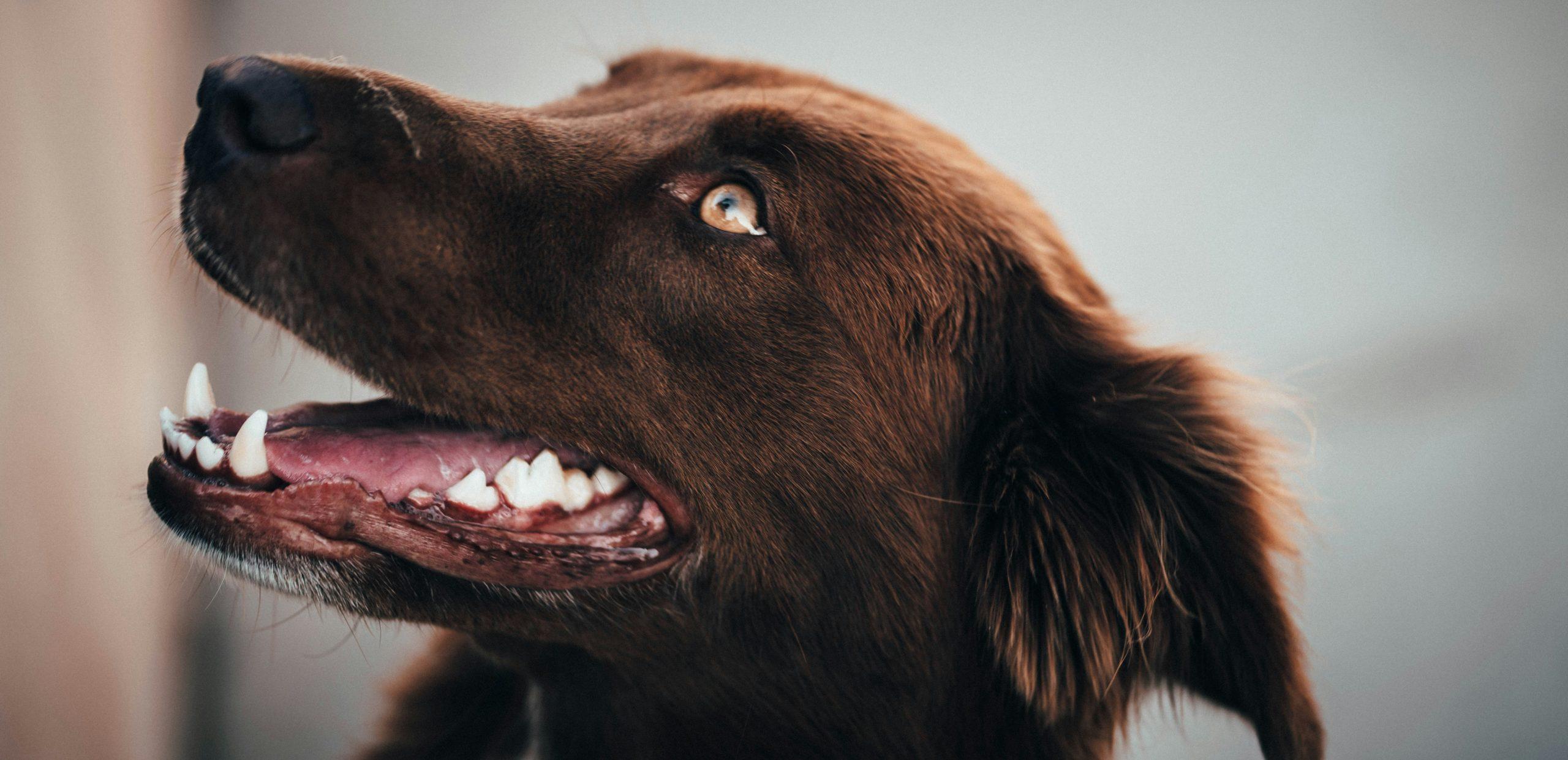 pet dental