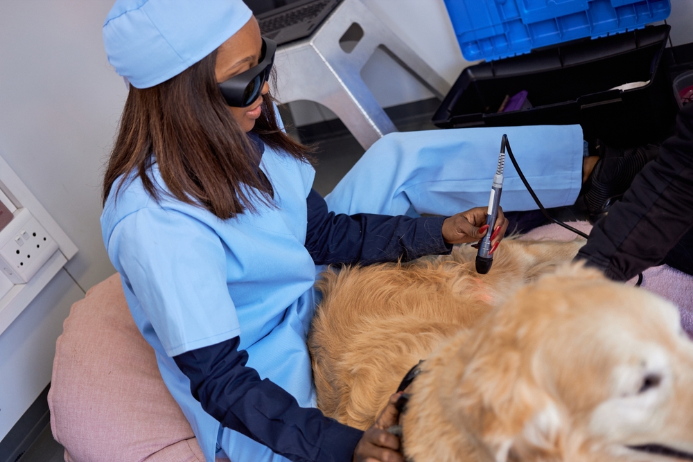 What Is Laser Therapy for Dogs?