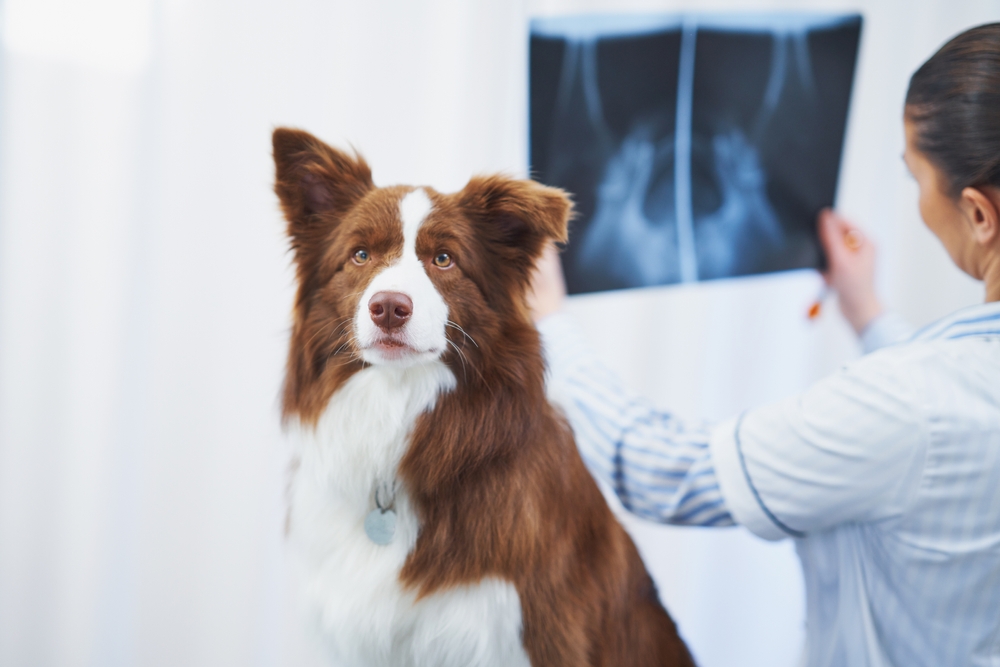 Pet Diagnostic Imaging