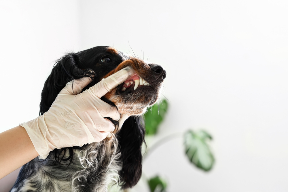 When to Consider Dog Dental Care in Greensburg, PA