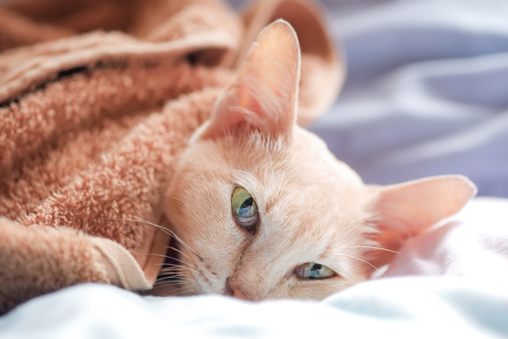 All About Cat Cancer Treatment in Greensburg, PA