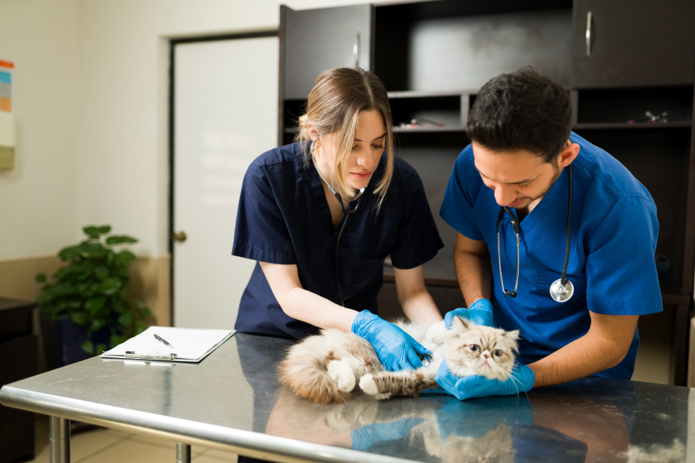 Pet Chiropractor: A Drug-Free Approach to Pain Management